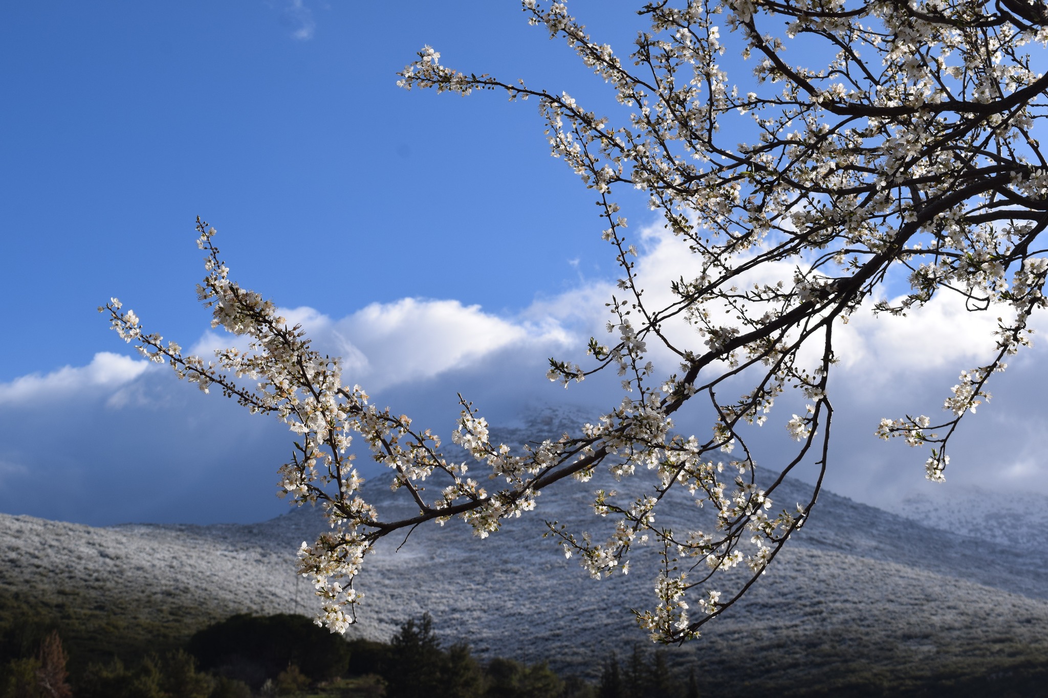 Artemisio Arkadias Kakouri Greece